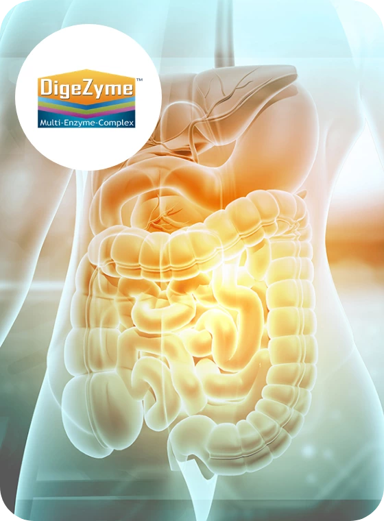 Illustration du complexe enzymatique DigeZyme