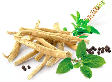 Image de l'ingrédient Rhodiolife